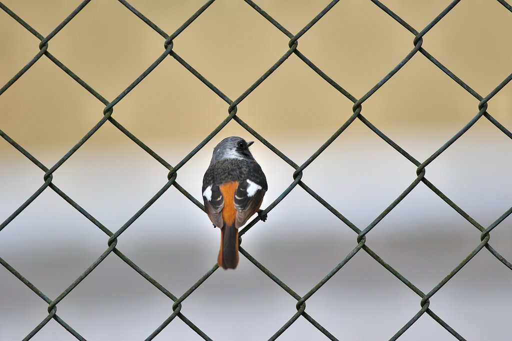 格子のジョー