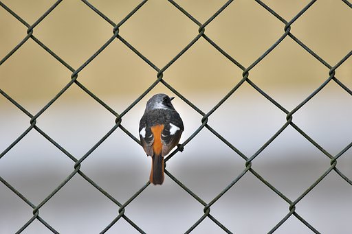 格子のジョー