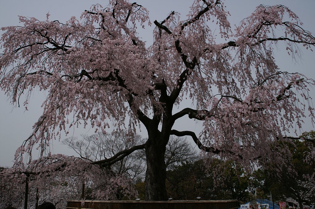 今年の円山公園