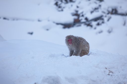 雪猿