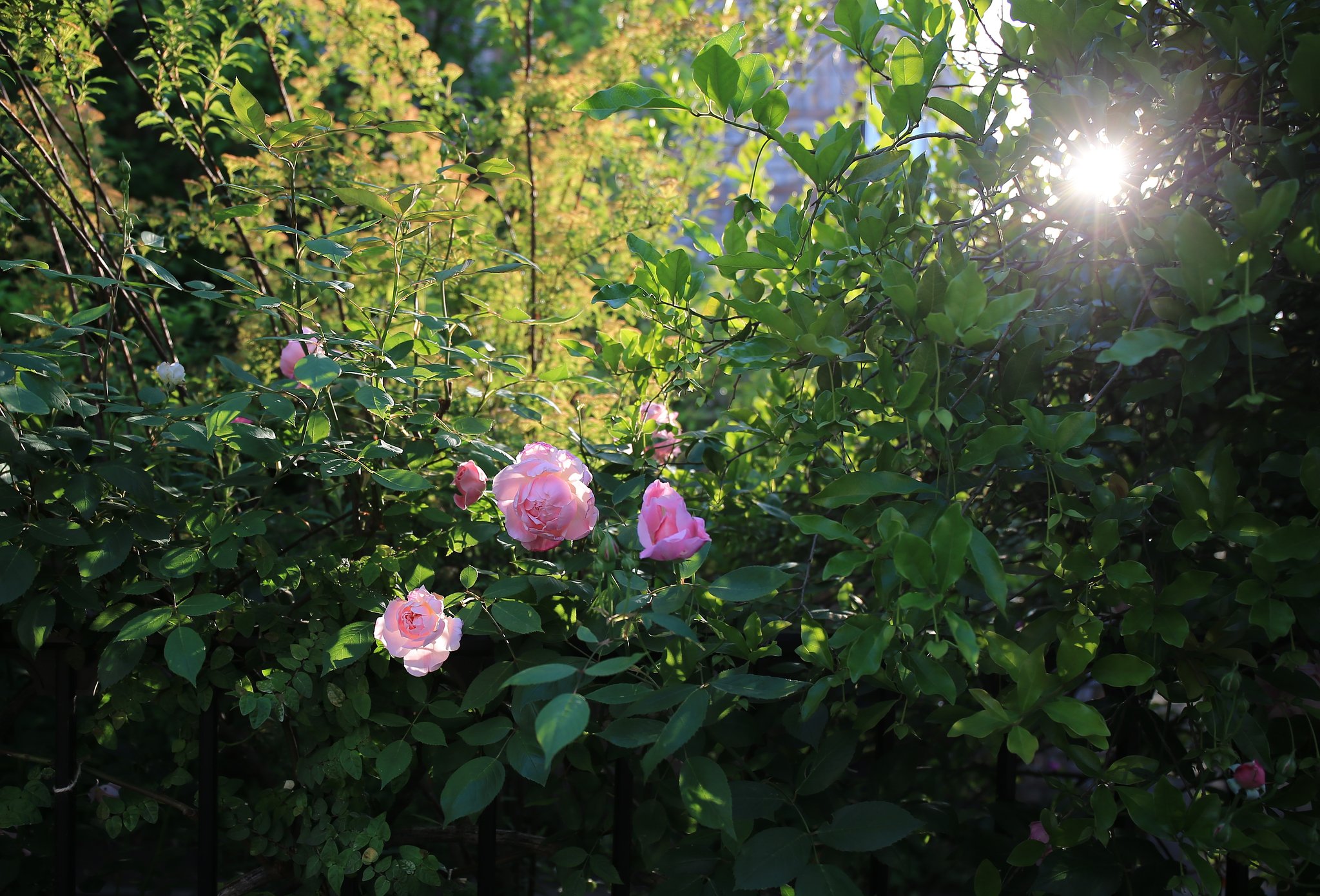 朝の薔薇