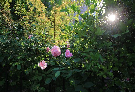 朝の薔薇