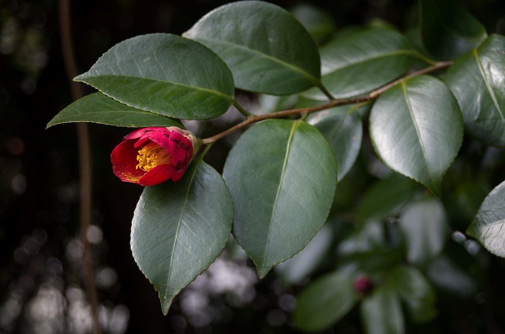 花粉
