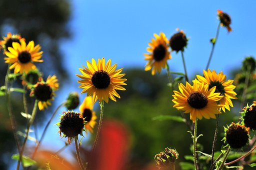 花のサンフランシスコ