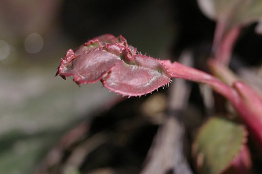 何に見えます？