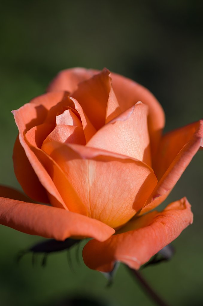 SIGMA MACRO 70mm F2.8 