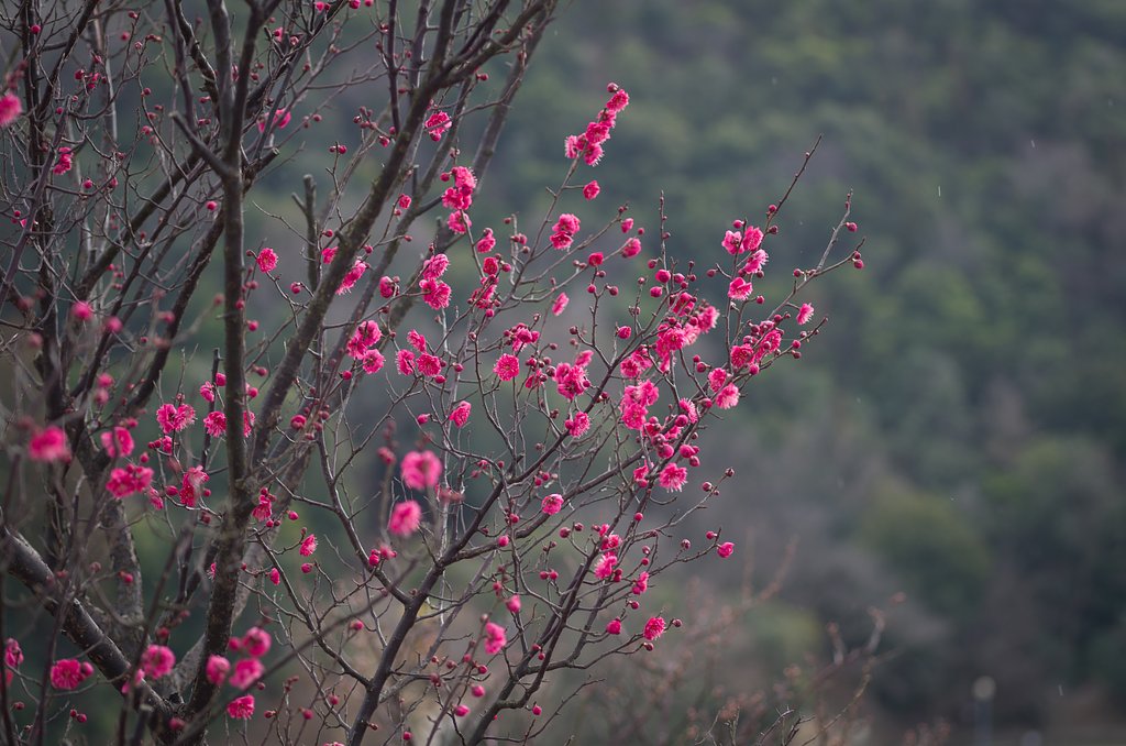 紅梅