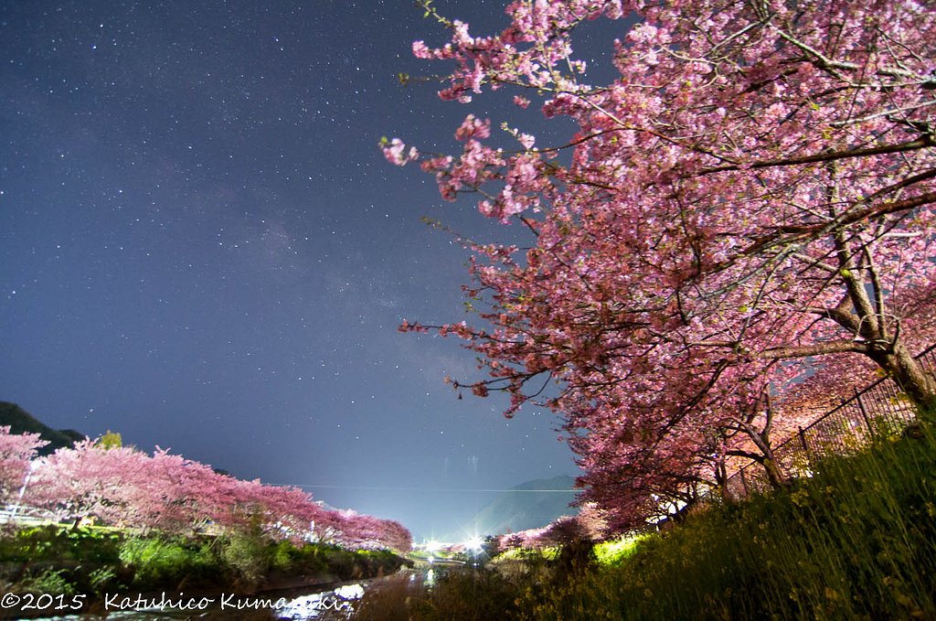 星の精と桜の精の競演
