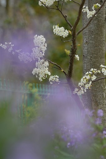 「春」庭園に春が来た