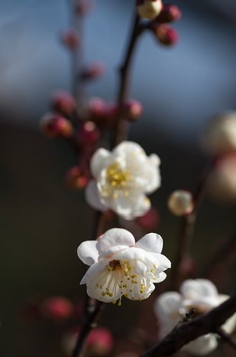 SIGMA MACRO 70mm F2.8