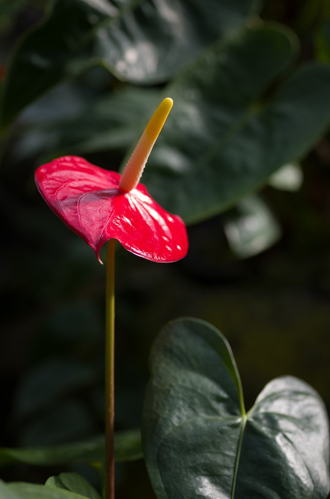 SIGMA MACRO 70mm F2.8