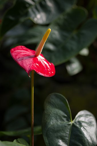 SIGMA MACRO 70mm F2.8