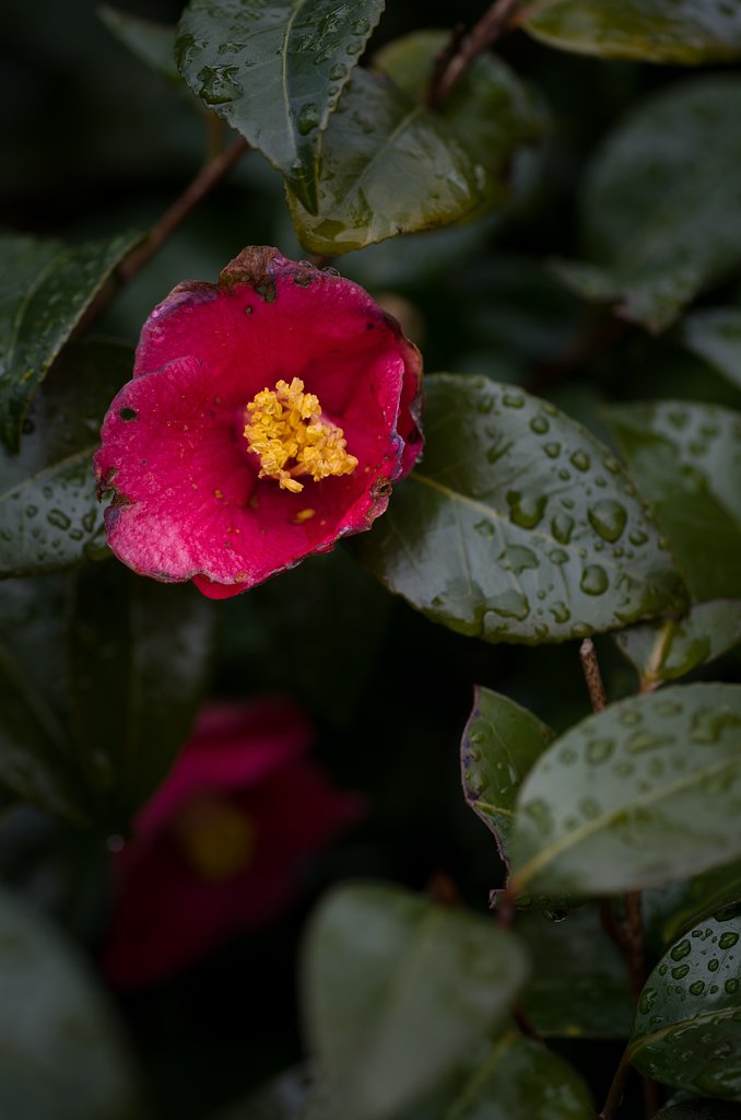 SIGMA MACRO 70mm F2.8 