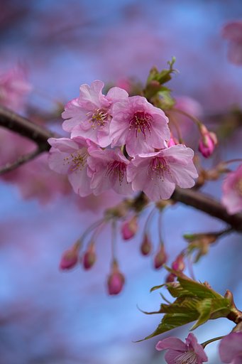 TAMRON 28-300mm F/3.5-6.3 VC