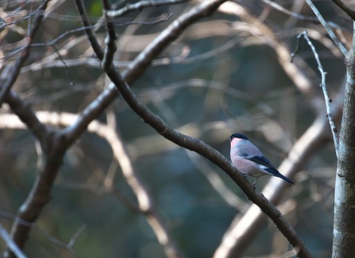 1月26日の写真