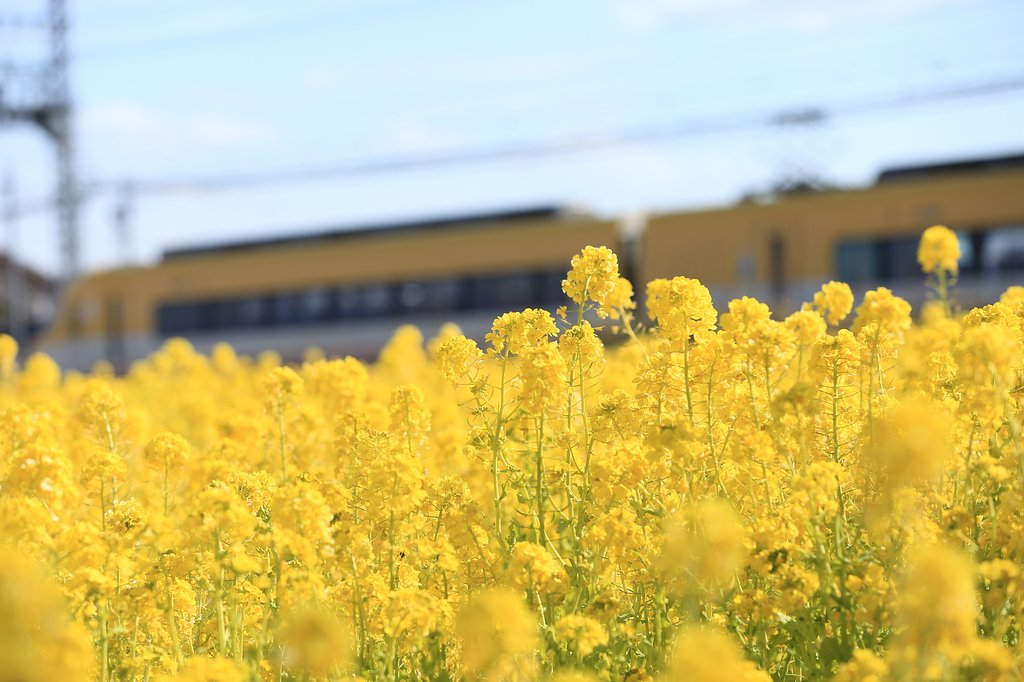 イエロー　＆　YELLOW