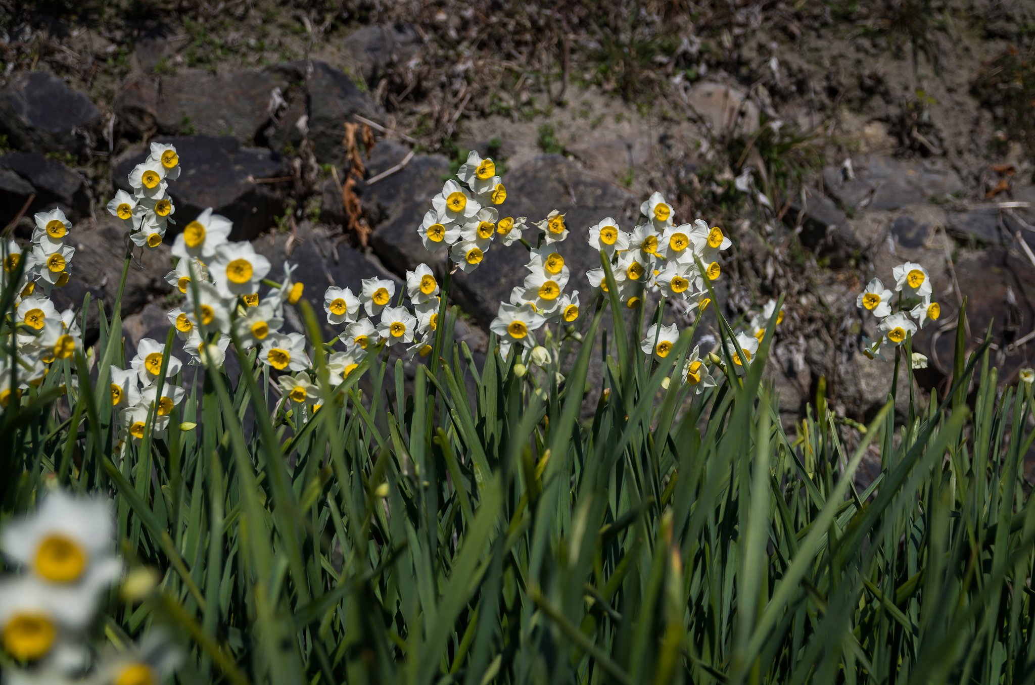 SIGMA 17-70mm F2.8-4 