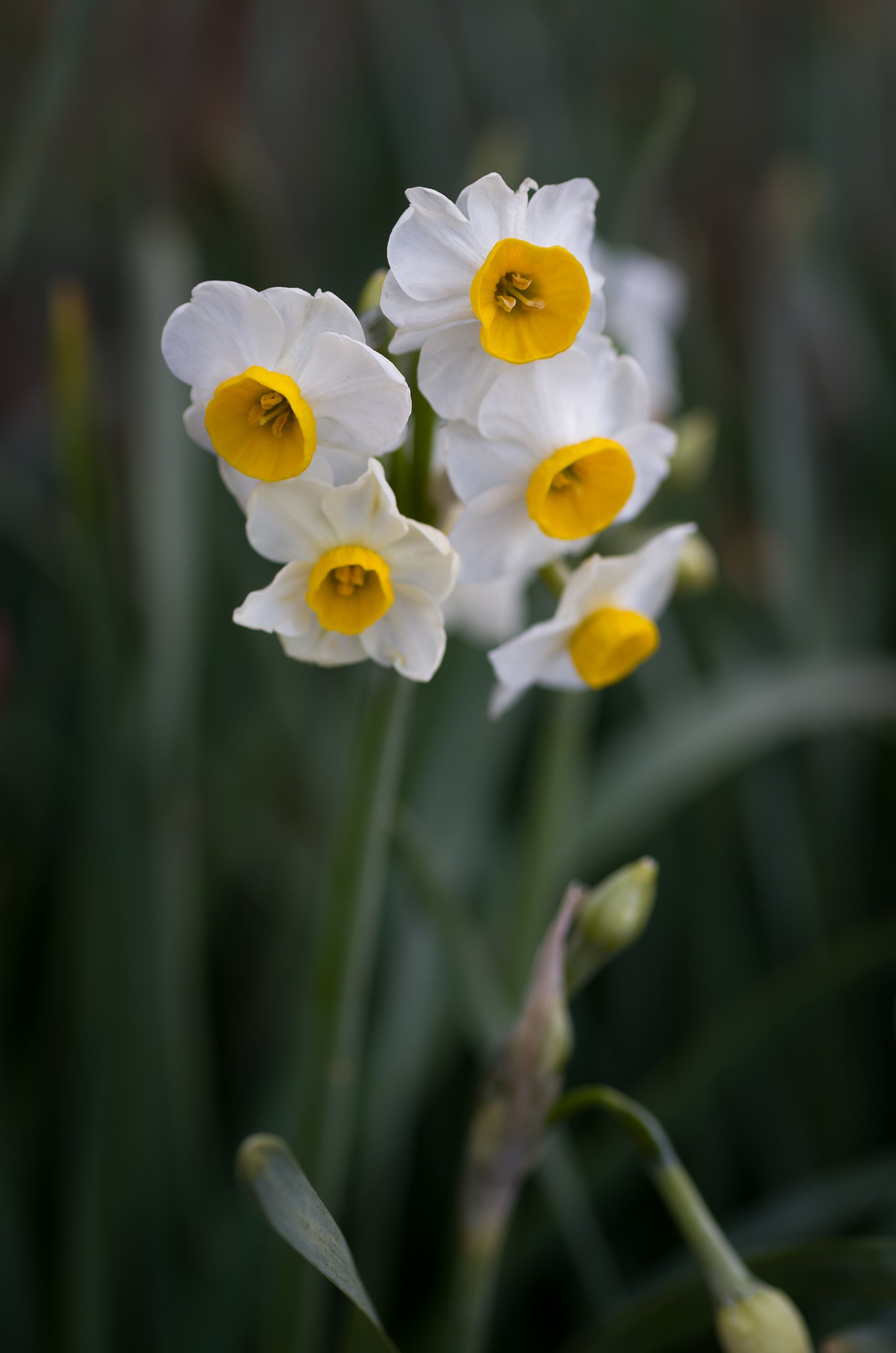 SIGMA MACRO 70mm F2.8 