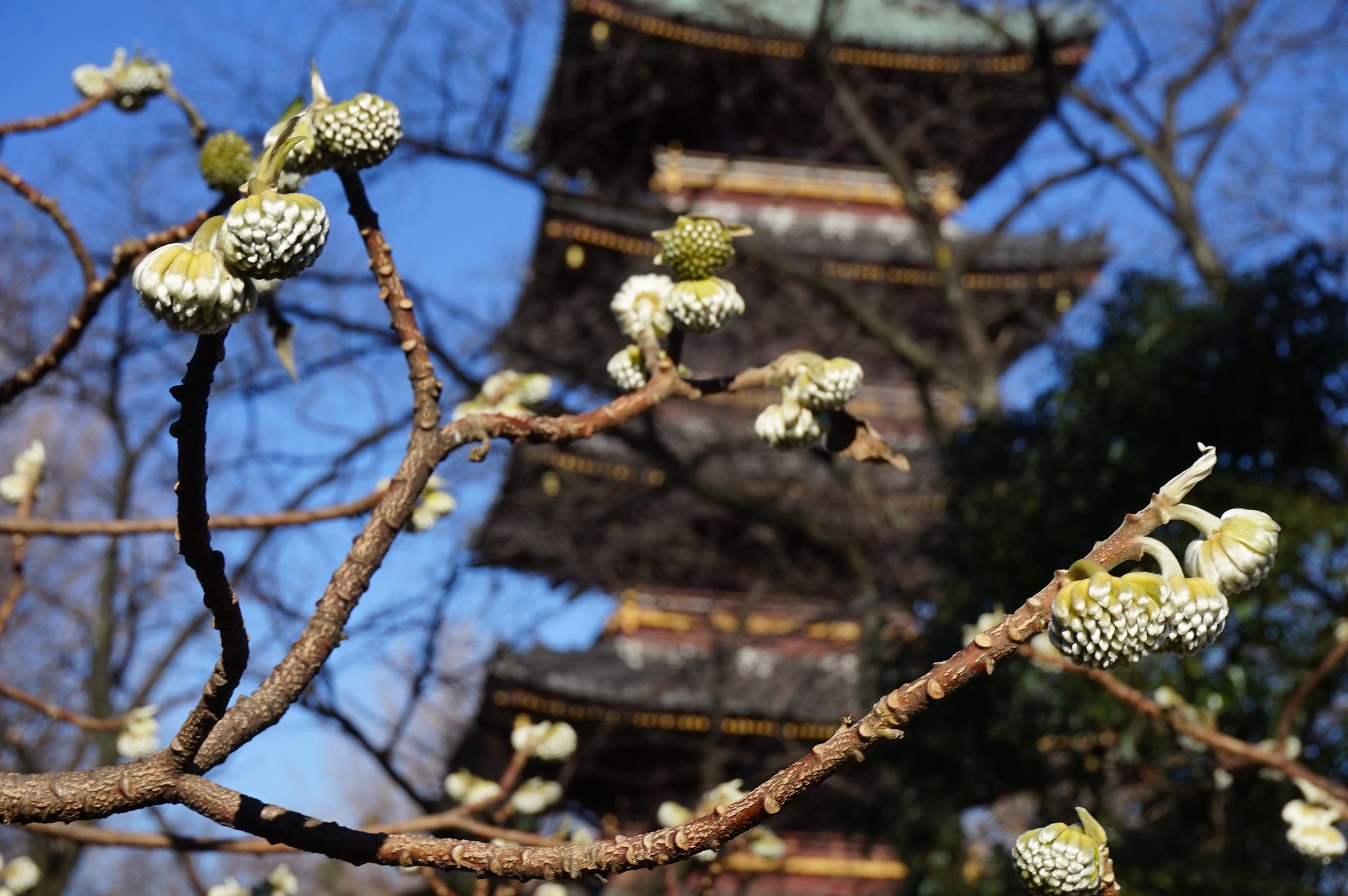 こうぞ
