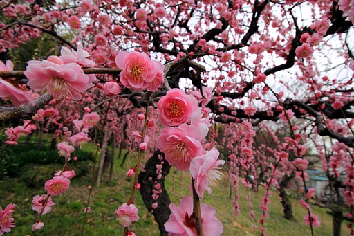 超広角で梅撮り！