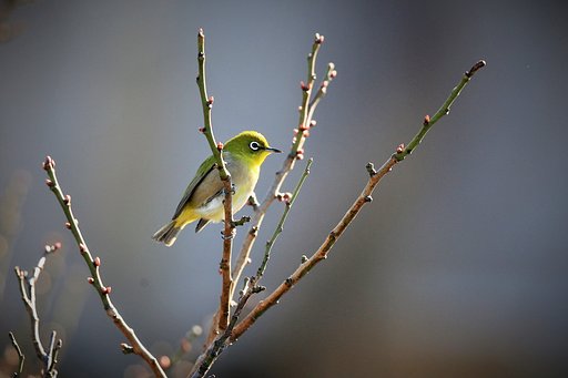 春を待つ