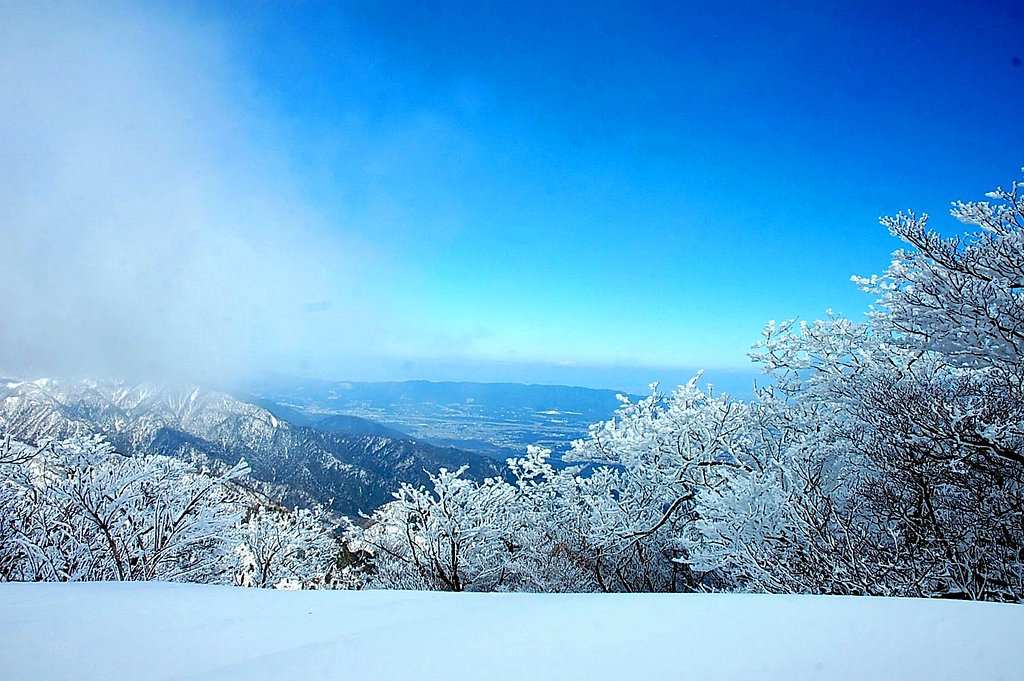 樹氷