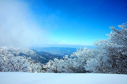 樹氷