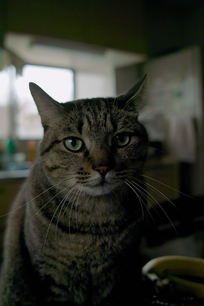 ねこ