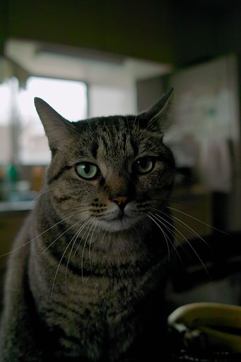 ねこ