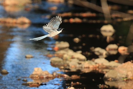 水、空、鳥・・・