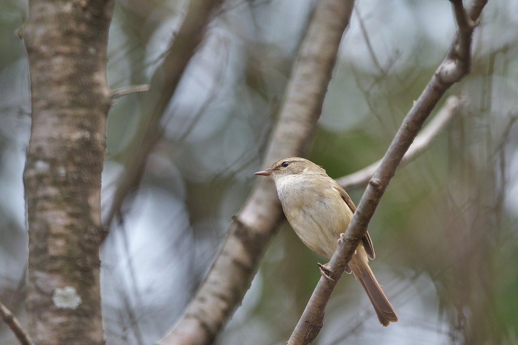 春告鳥