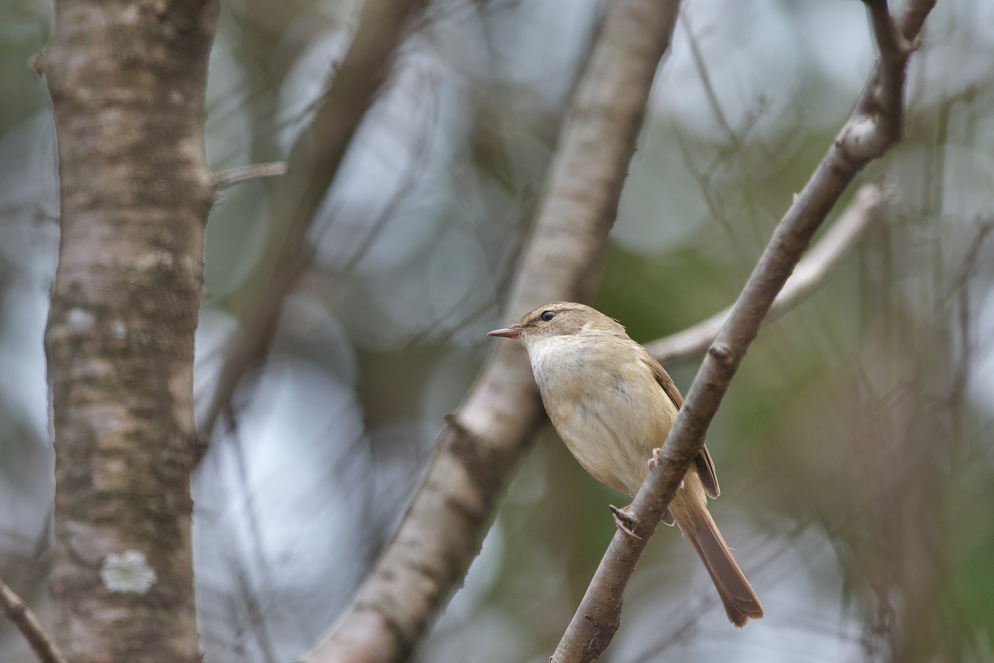 春告鳥
