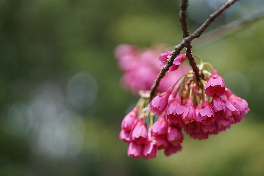 寒緋桜