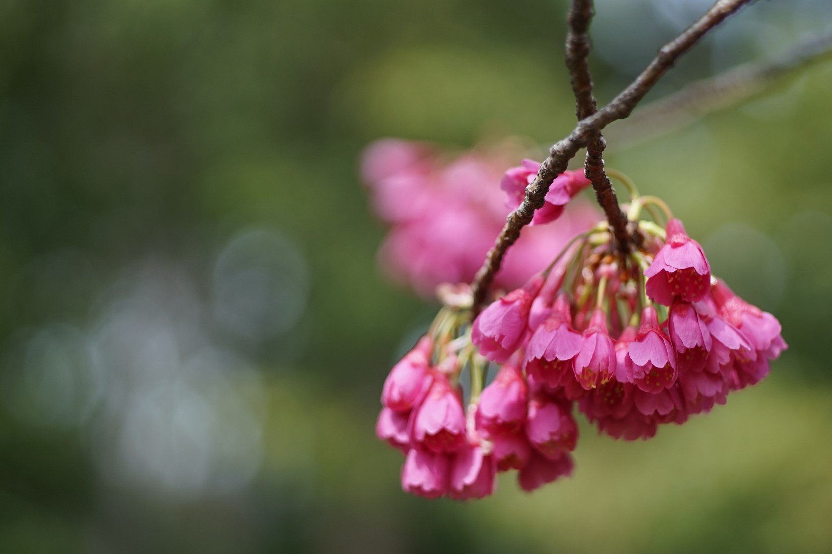 寒緋桜