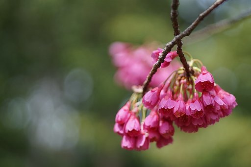 寒緋桜