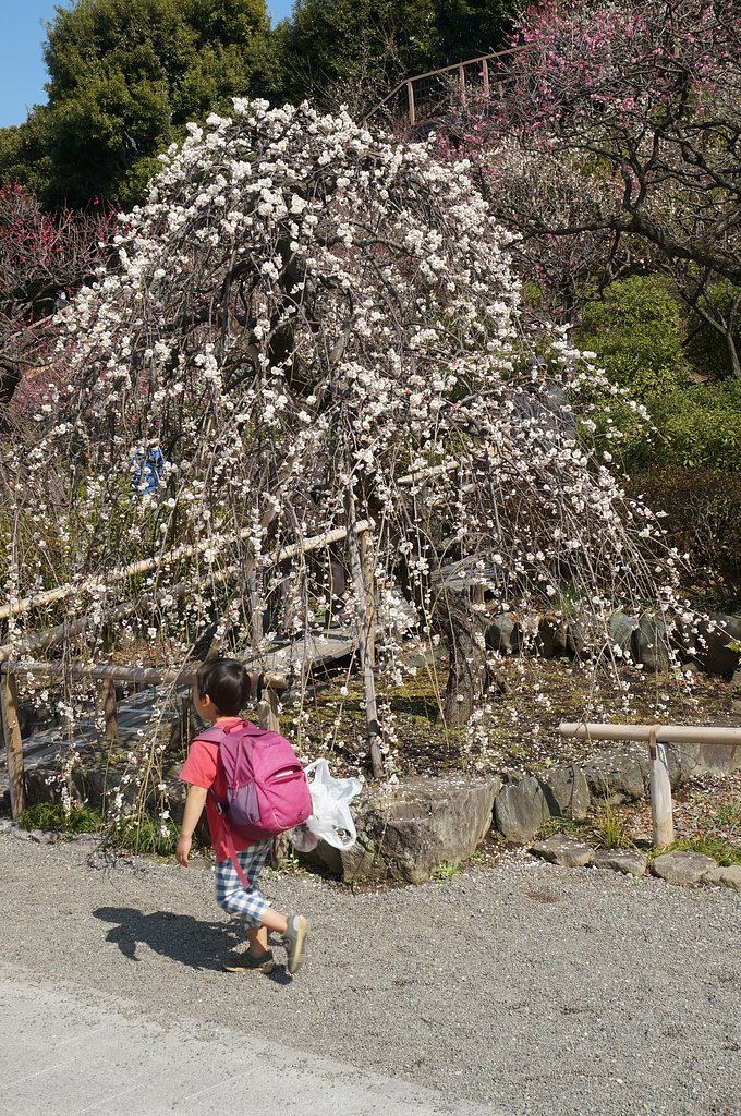 ume