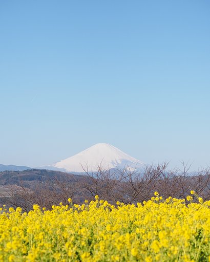 春の汀