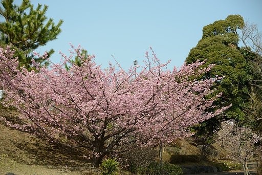 オオカン桜