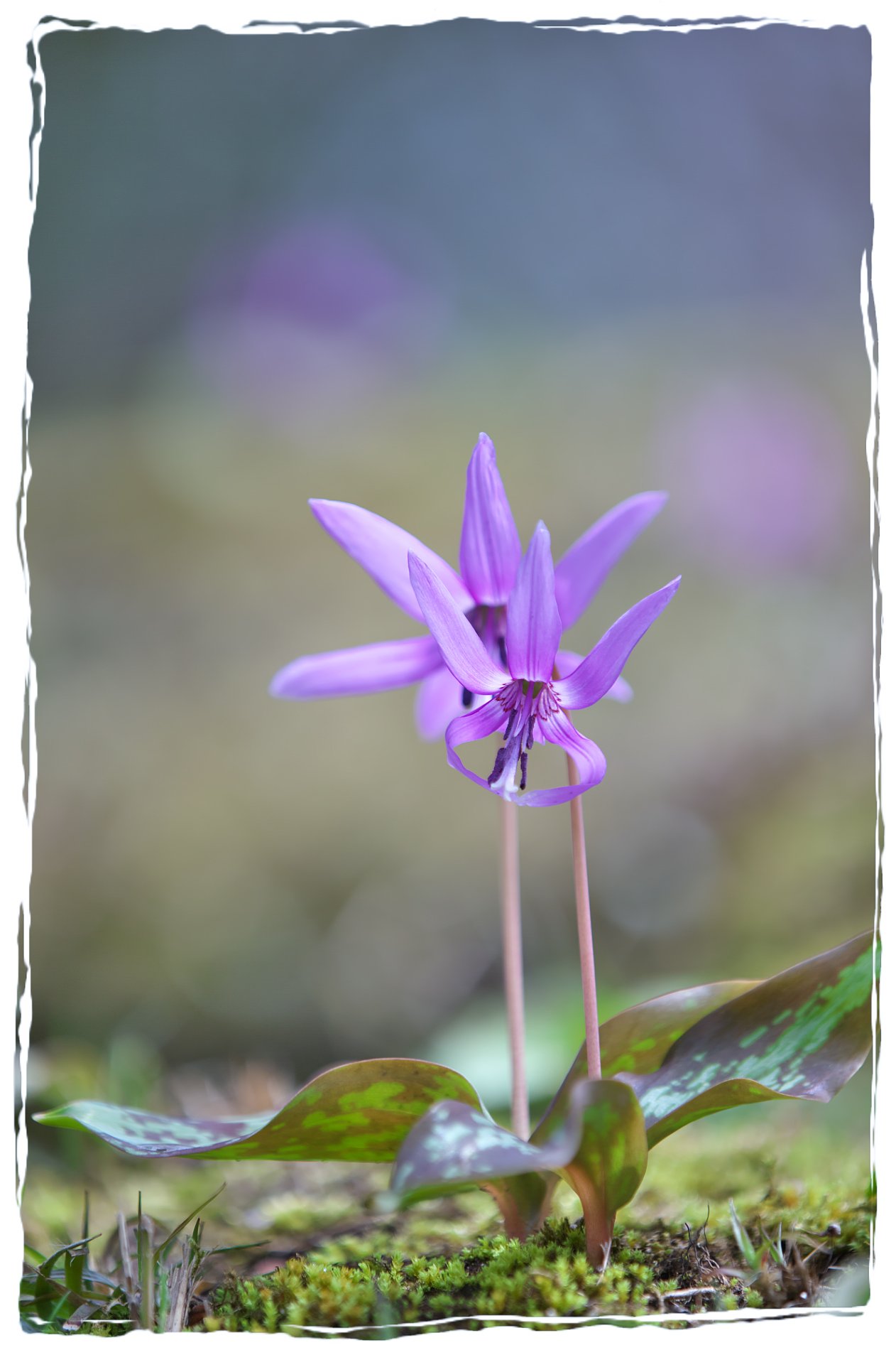腹這いの花