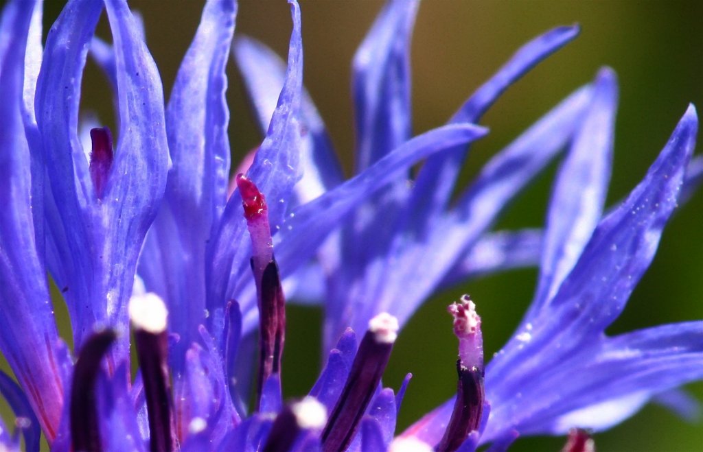 Canon EF180mmF3.5L Macro