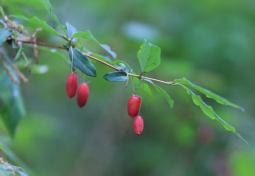 花後の実り