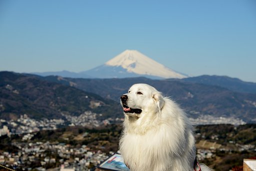ワン富士