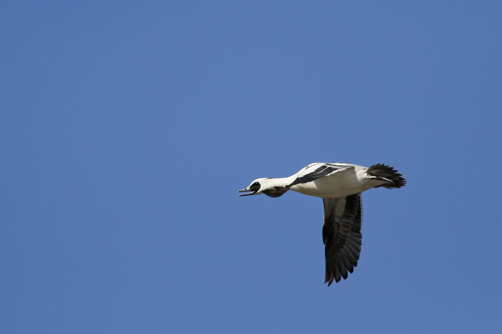 空飛ぶパンダ