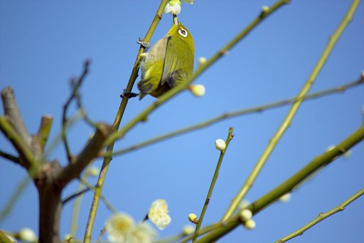 今年のウメジロー