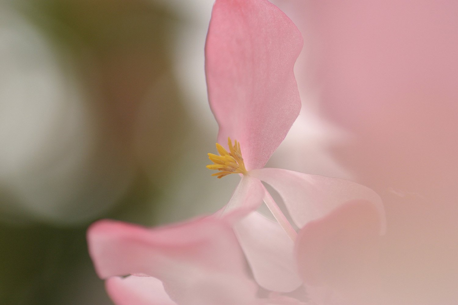 花芯