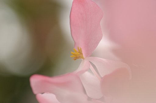 花芯