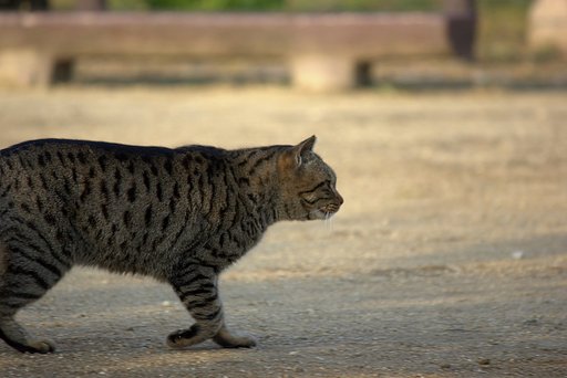 歩く野良キジ