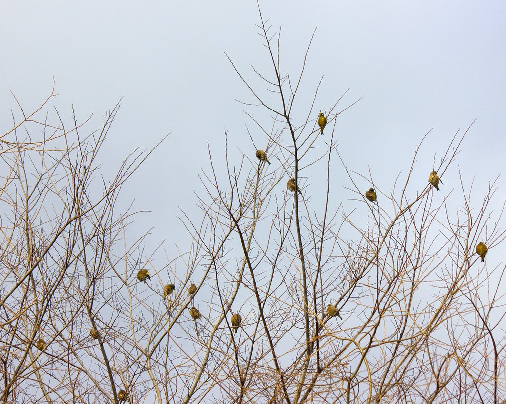 冬の空「カワラヒワのお昼休み」