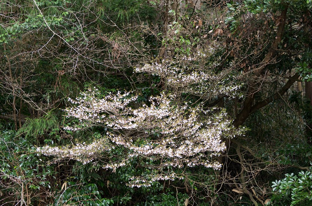 山桜が・・。