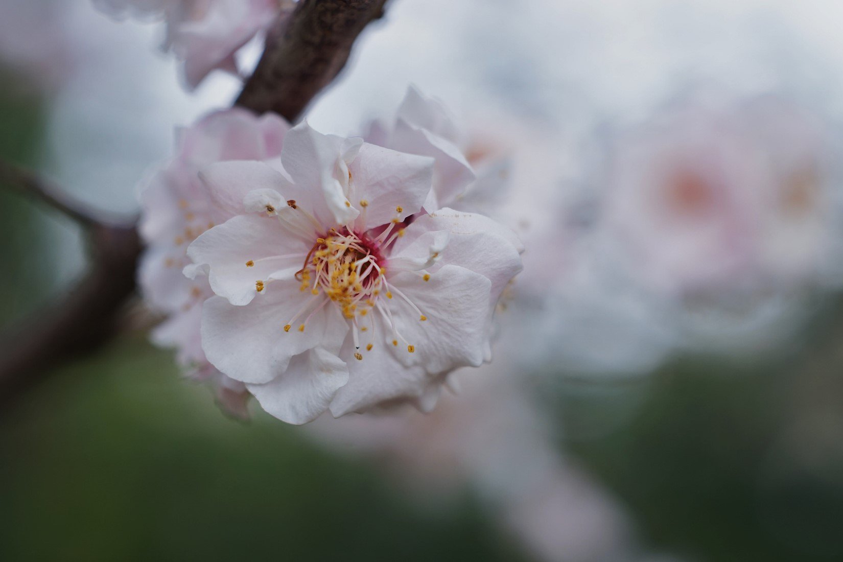 花の精・・・？